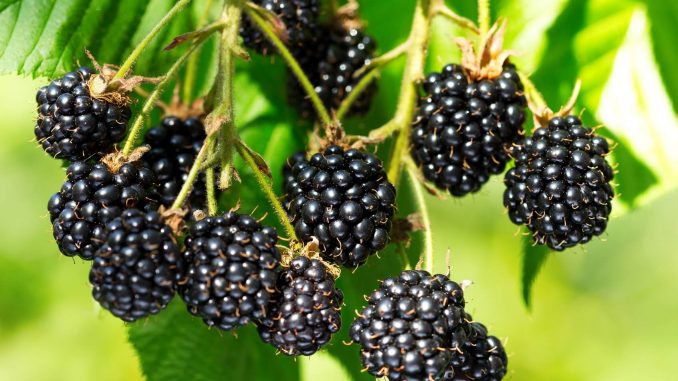 7 Manfaat Blackberry untuk Ibu Hamil dan Kesehatan