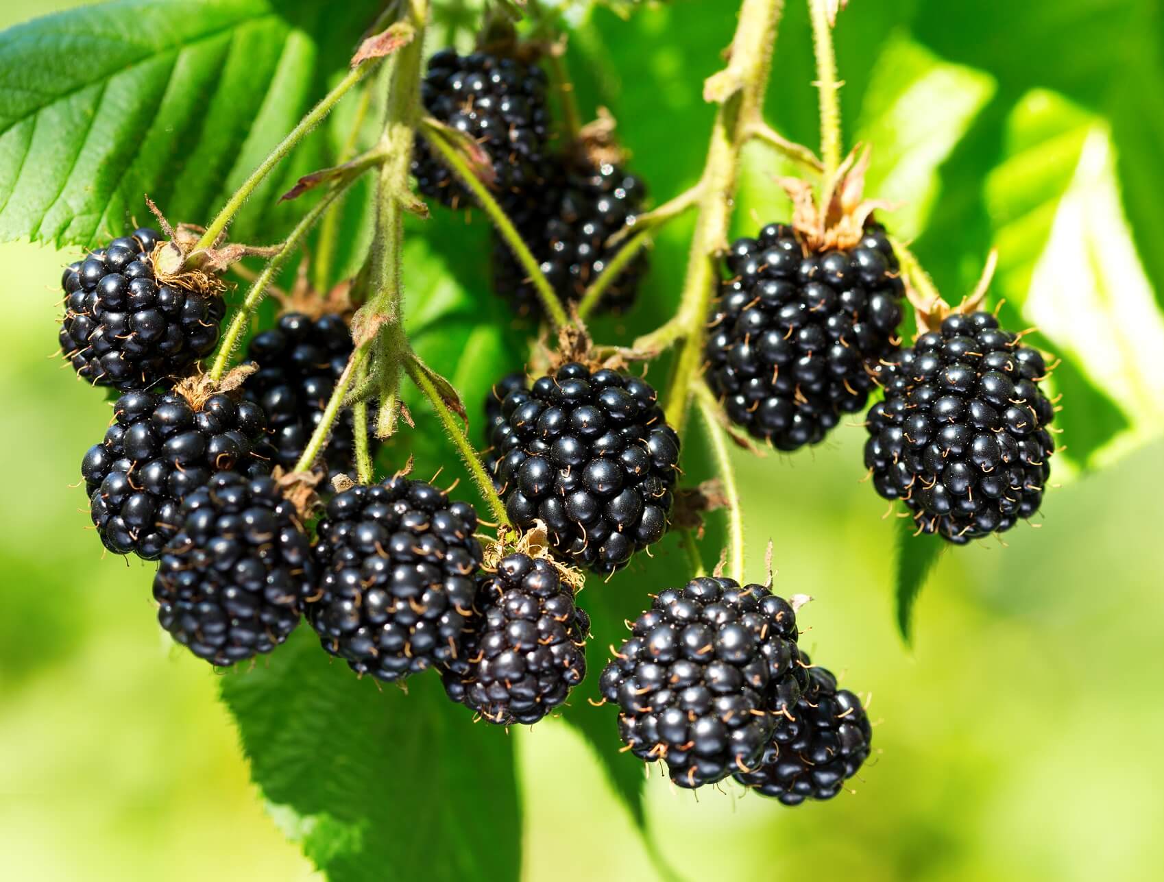 7 Manfaat Blackberry untuk Ibu Hamil dan Kesehatan - Health Flashtik 