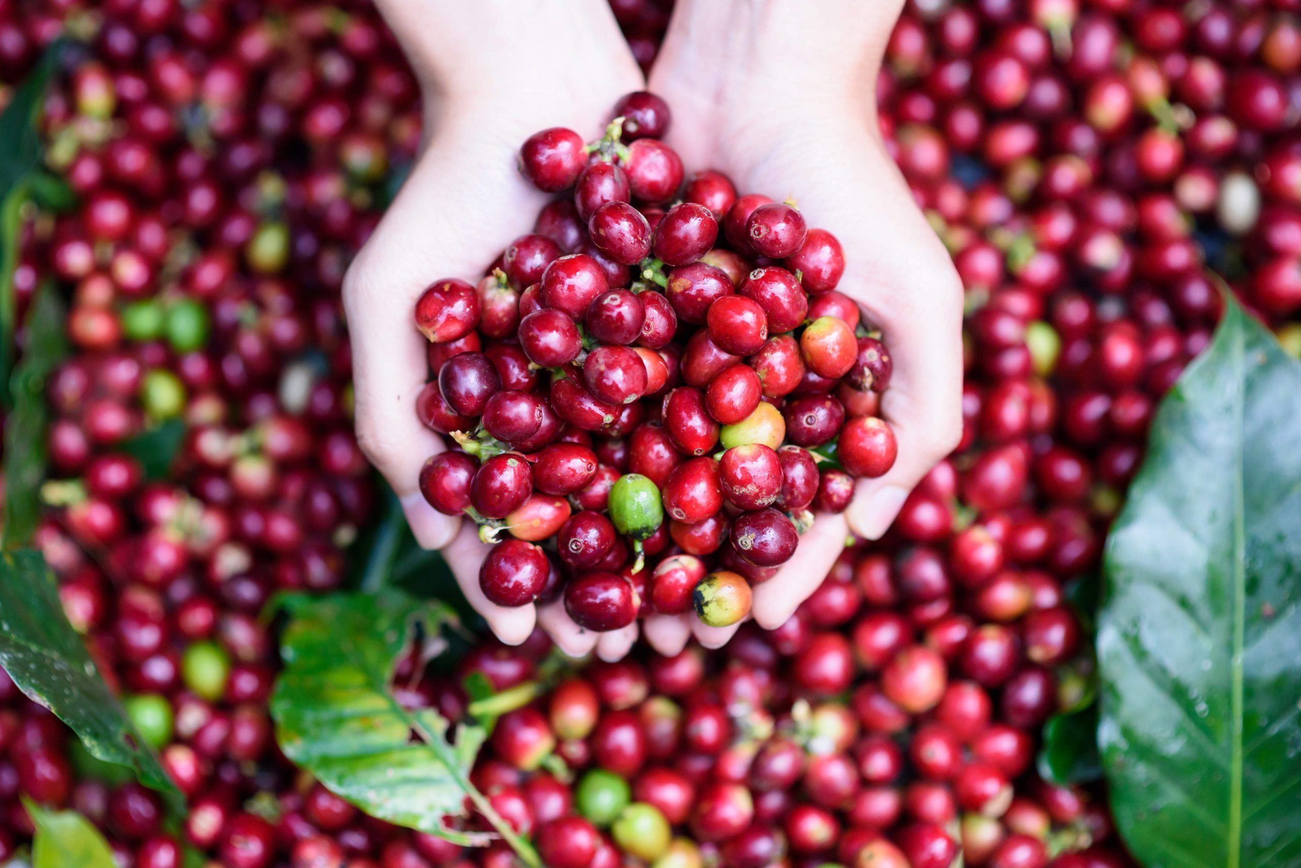 7 Manfaat Kopi untuk Kecantikan Wajah dan Tubuh Health Flashtik
