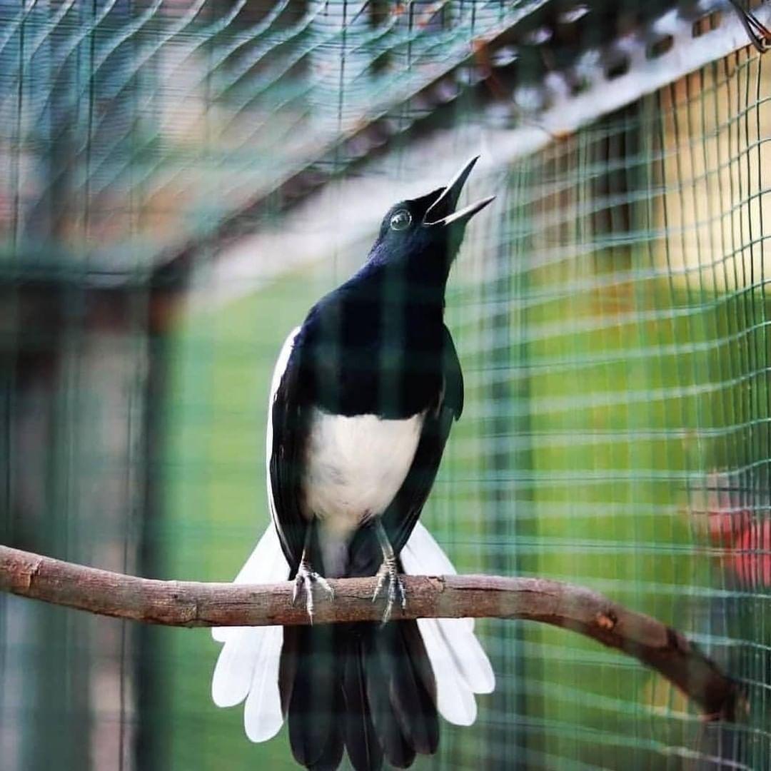 Mengenal Jenis Burung Kacer  Paling Diminati Pecintanya 