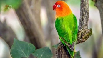 Jenis Love Bird yang Paling Dicari Pecinta Kicau Mania