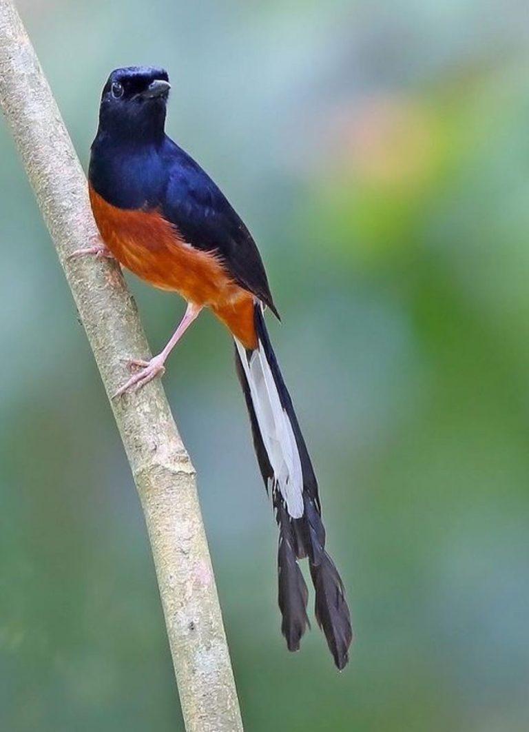 Mengenal Burung Kolibri Ninja (Konin) Gacor Paling Cerewet Flashtik Media
