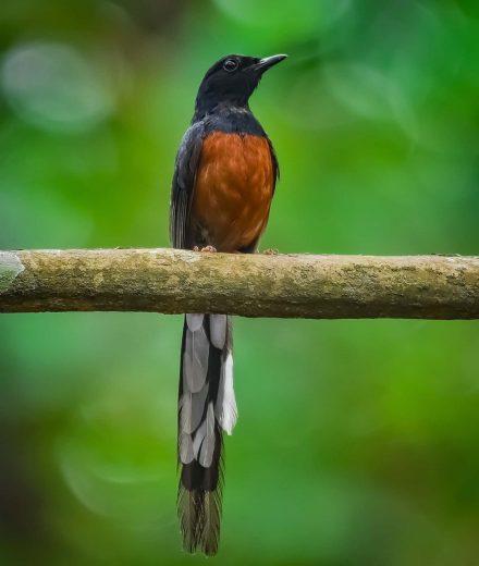 harga burung murai batu