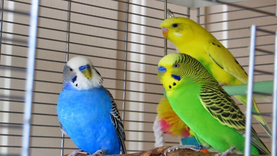 harga love bird