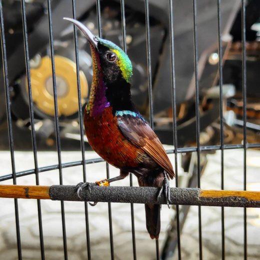 keistimewan suara burung konin