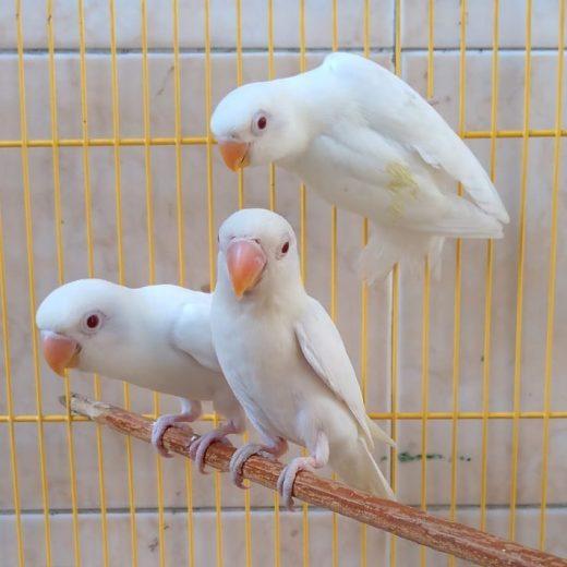 love bird albino