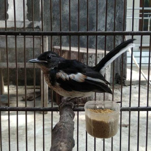 Makanan burung kacer