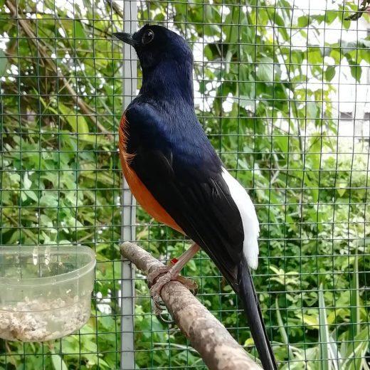 makanan burung murai batu