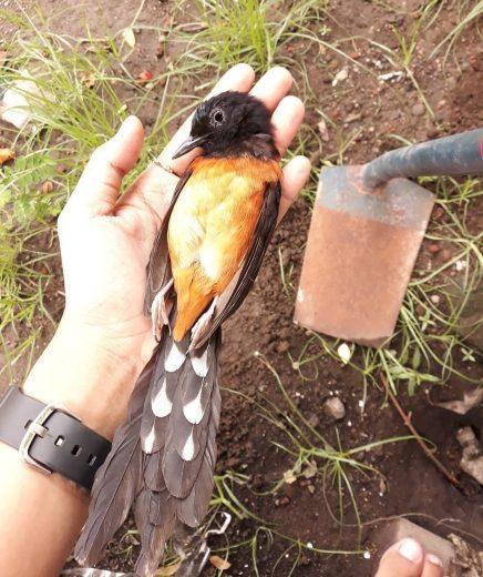 merawat burung murai