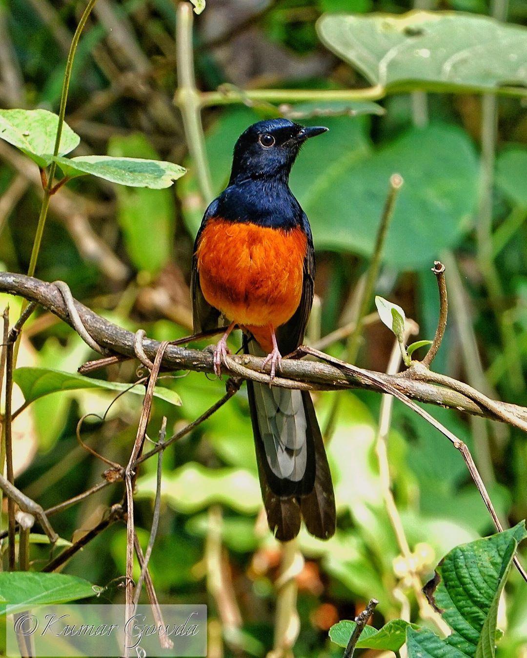 Makanan Burung Murai Lampung