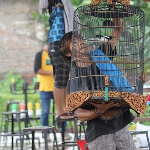 Perawatan burung kacer